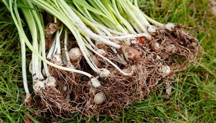 Các bài thuốc từ củ hành tăm