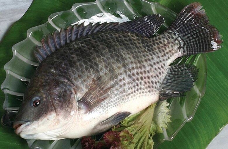 Cá rô phi chứa nhiều chất dinh dưỡng tốt cho trẻ, giá bán có khi chỉ 20.000 đồng/kg