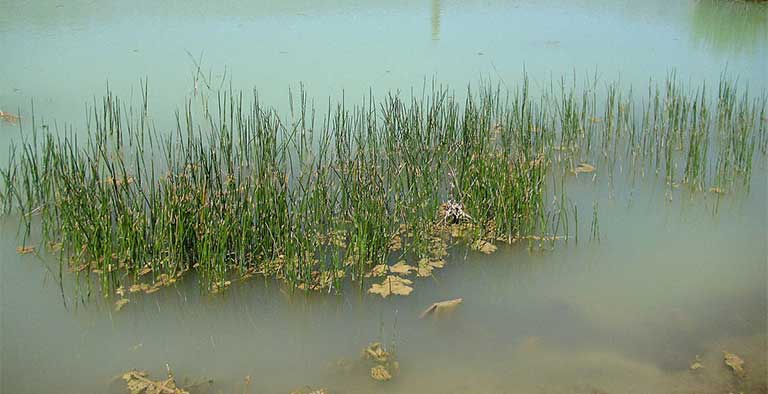 Hình ảnh củ năng mọc dưới nước